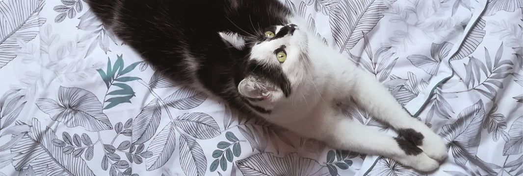 peut-on dormir avec son chat ? 