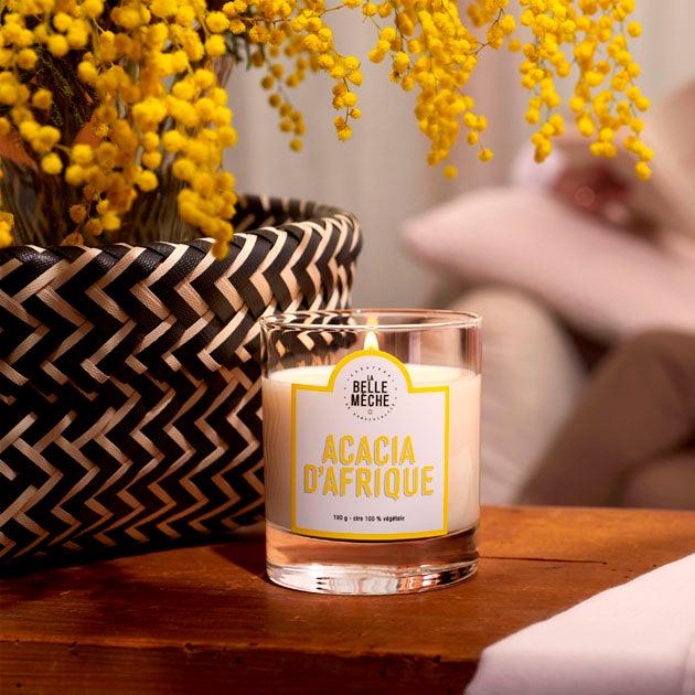 Acacia d'afrique
